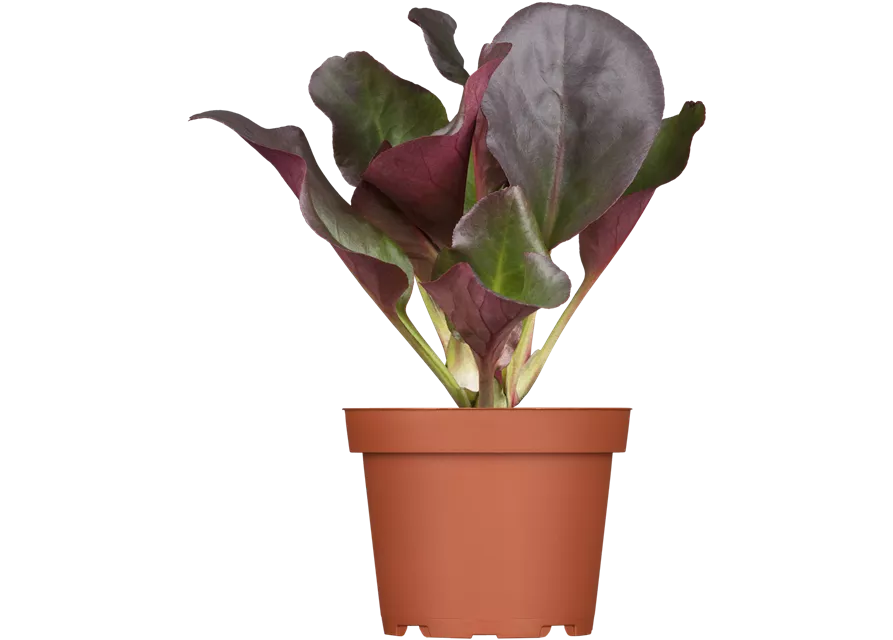 Bergenia cordifolia 'Eroica'