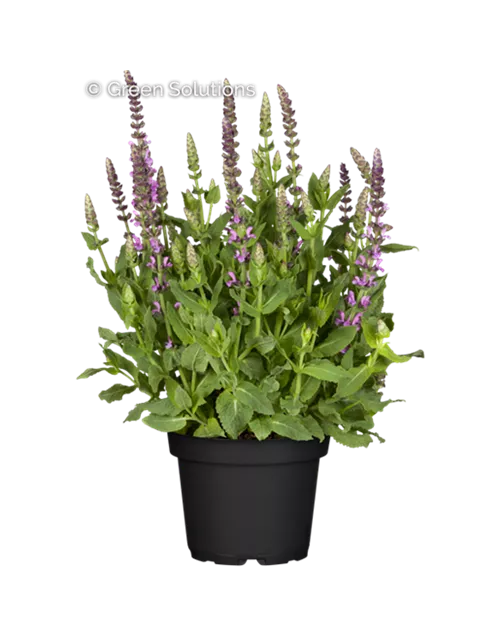 Garten-Blüten-Salbei 'Sensation Deep Rose'®