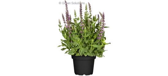 Garten-Blüten-Salbei 'Sensation Deep Rose'®