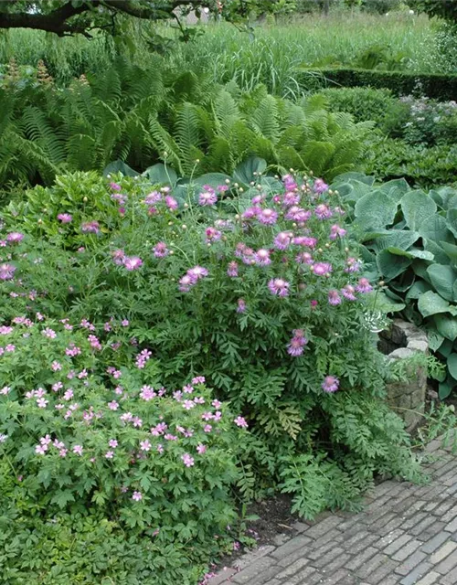 Centaurea pulcherrima