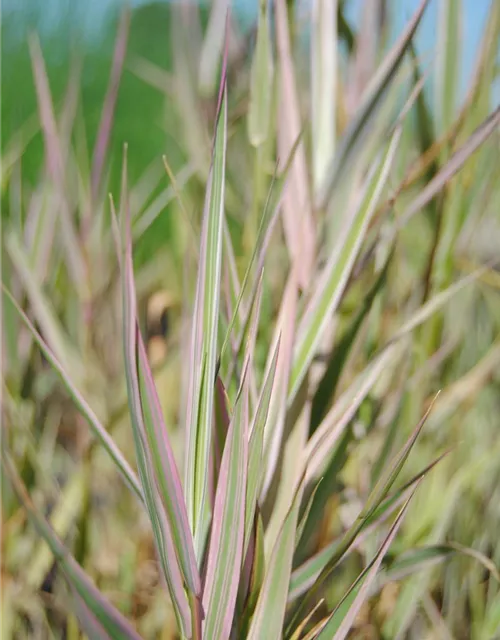 Glyceria maxima 'Variegata'