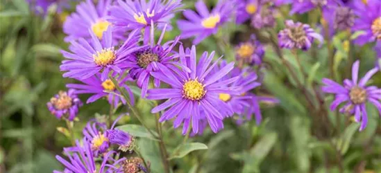 Garten-Sommer-Aster 'Veilchenkönigin'