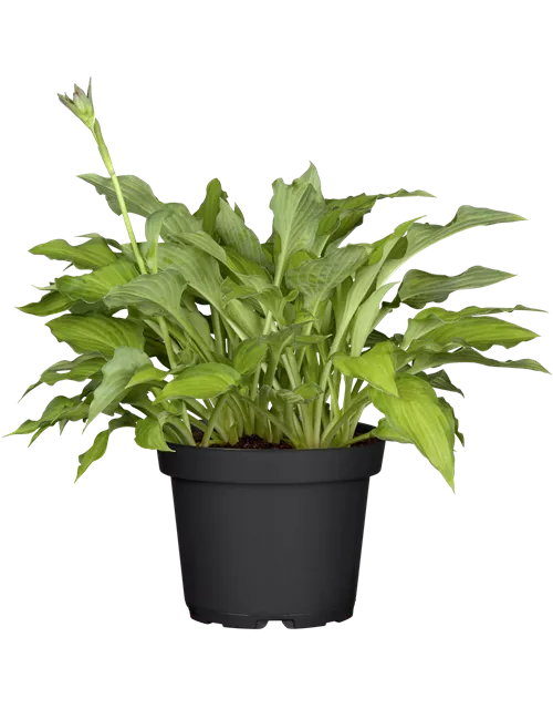 Hosta x fortunei 'Gold Standard'