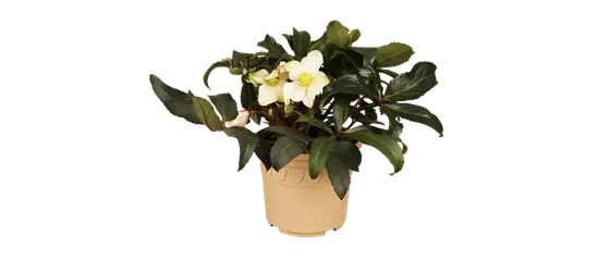 Christrose 'HGC Joker'®