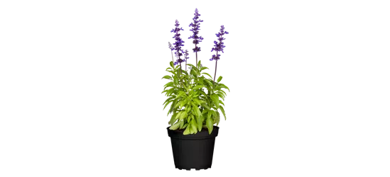 Mehliger Salbei 'Farina® Violet'