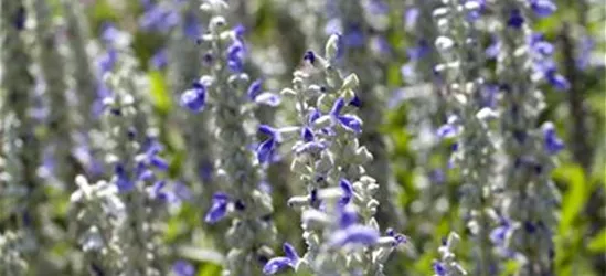 Mehliger Salbei 'Farina'®