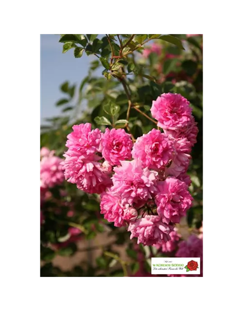 Kletterrose 'Super Dorothy'®