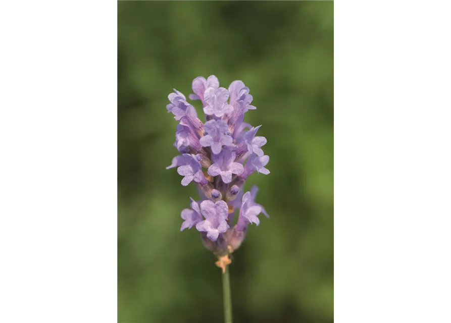 Lavandula ang. 'Little Lady' (hellblau), 12er Set