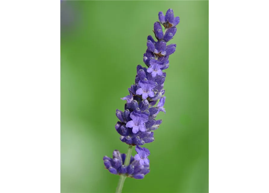 Lavandula ang. 'Olympia' (blau), 12er Set