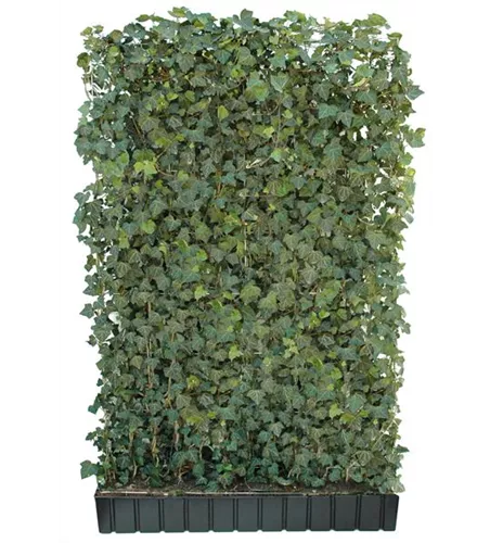 Hedera helix 'Woerneri', Hecke am laufenden Meter Hedera helix 'Woerneri', Hecke am laufenden Meter