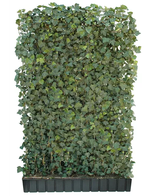 Hedera helix 'Woerneri', Hecke am laufenden Meter Hedera helix 'Woerneri', Hecke am laufenden Meter