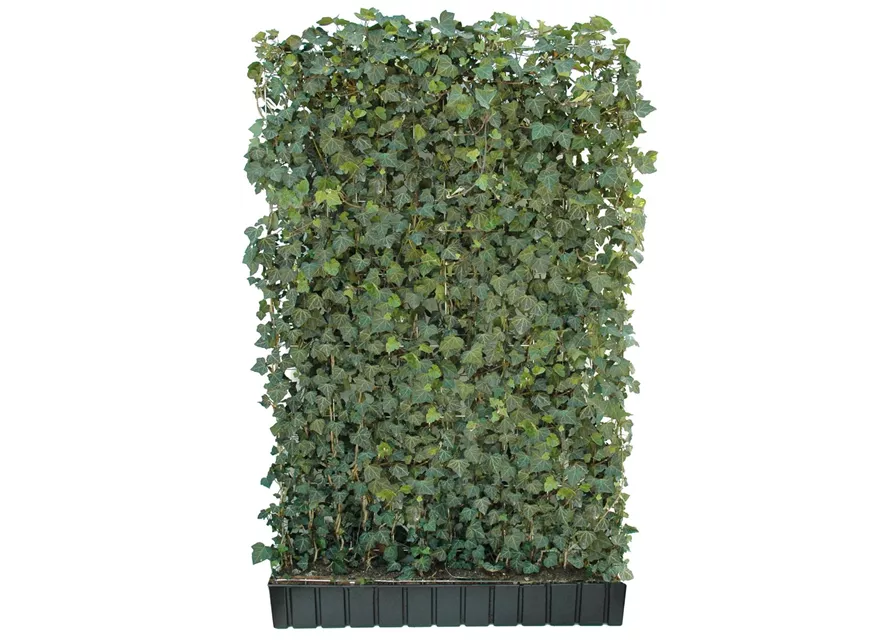 Hedera helix 'Woerneri', Hecke am laufenden Meter Hedera helix 'Woerneri', Hecke am laufenden Meter