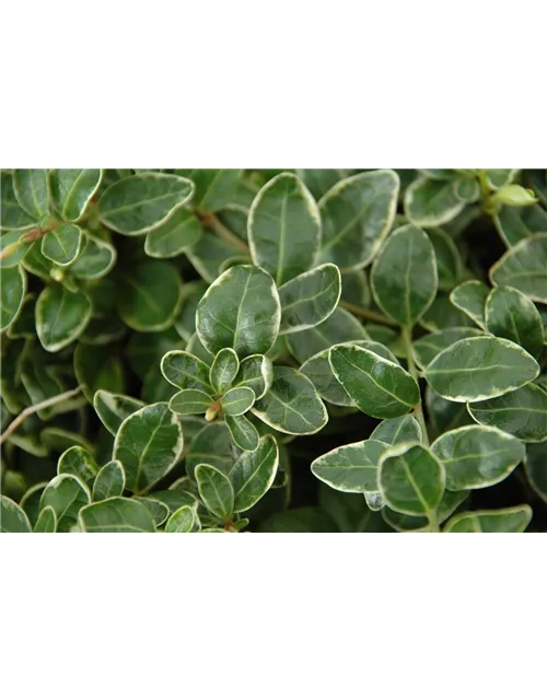 Vinca minor 'Ralph Shugert', 12er Set