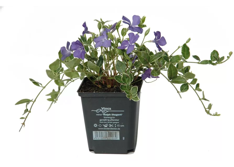 Vinca minor 'Ralph Shugert', 12er Set