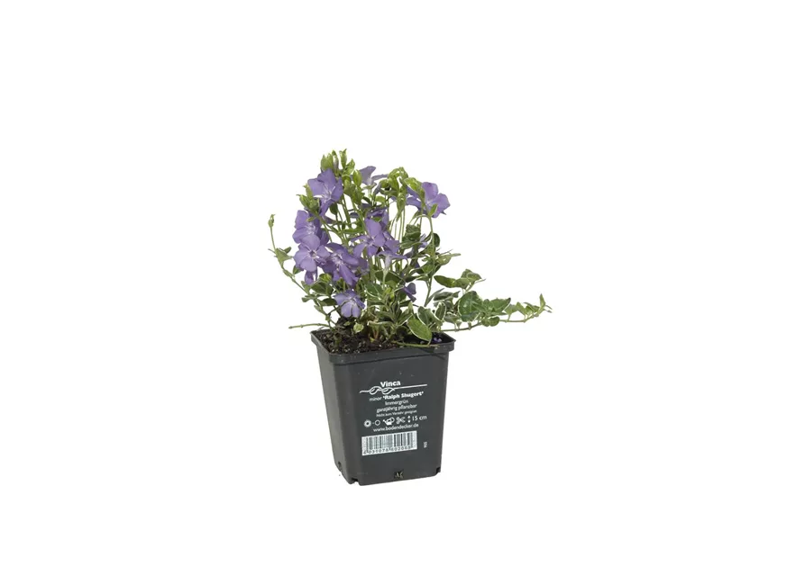 Vinca minor 'Ralph Shugert', 12er Set