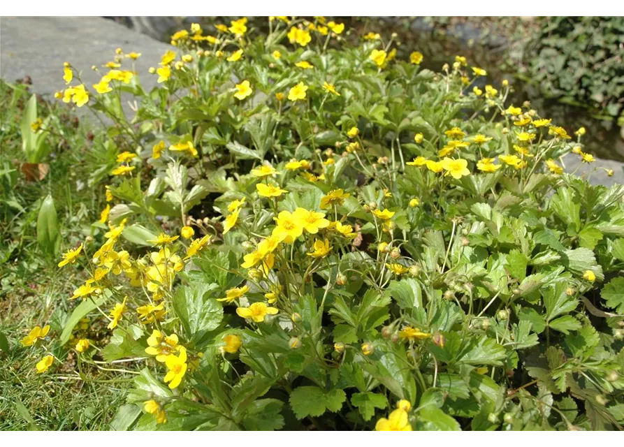 Waldsteinia ternata, 12er Set