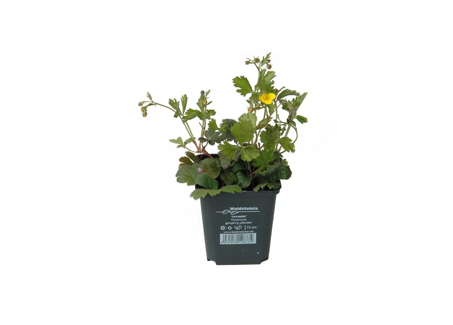 Waldsteinia ternata, 12er Set