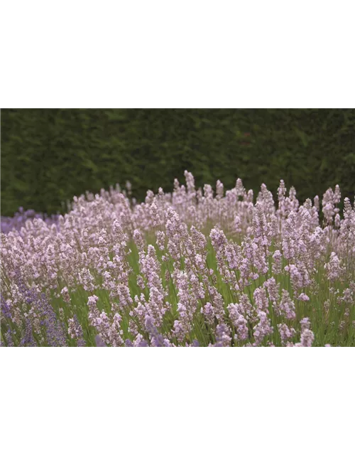 Lavandula ang. 'Miss Katherine' (rosa), 12er Set