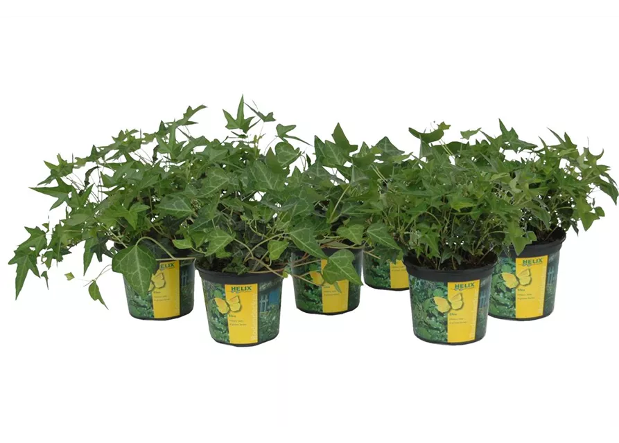 Hedera in grünen Sorten, 6er Set