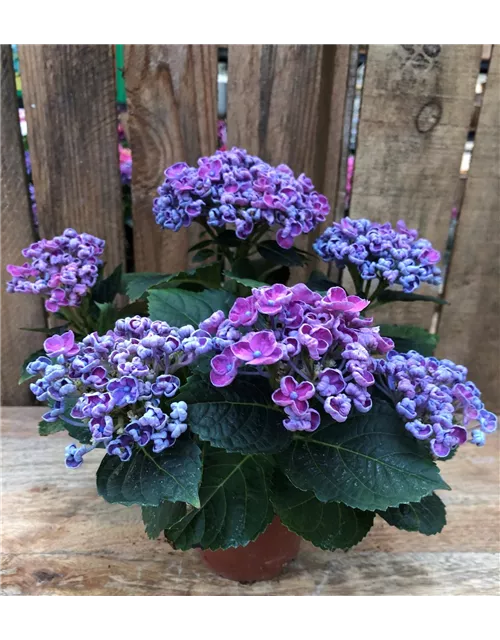 Hortensie curly wurly