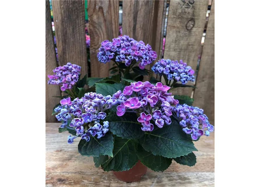 Hortensie curly wurly