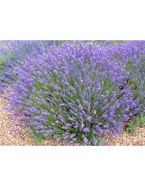 Lavandula ang. 'No.9' (mittelblau), 12er Set