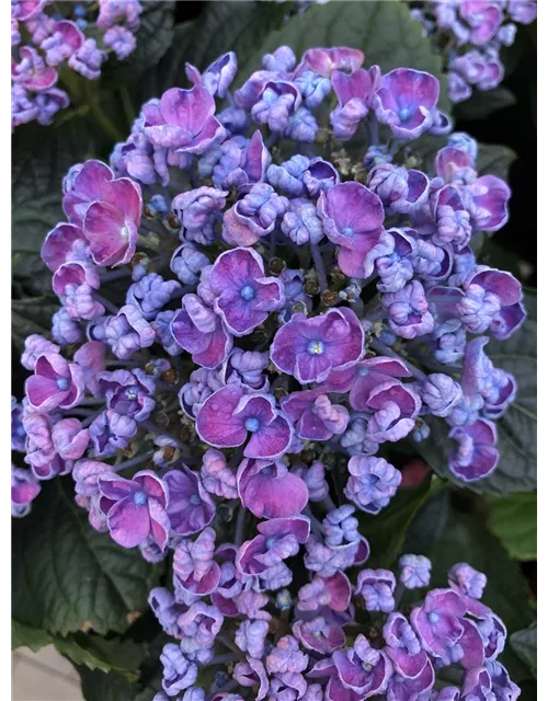 Hortensie curly wurly