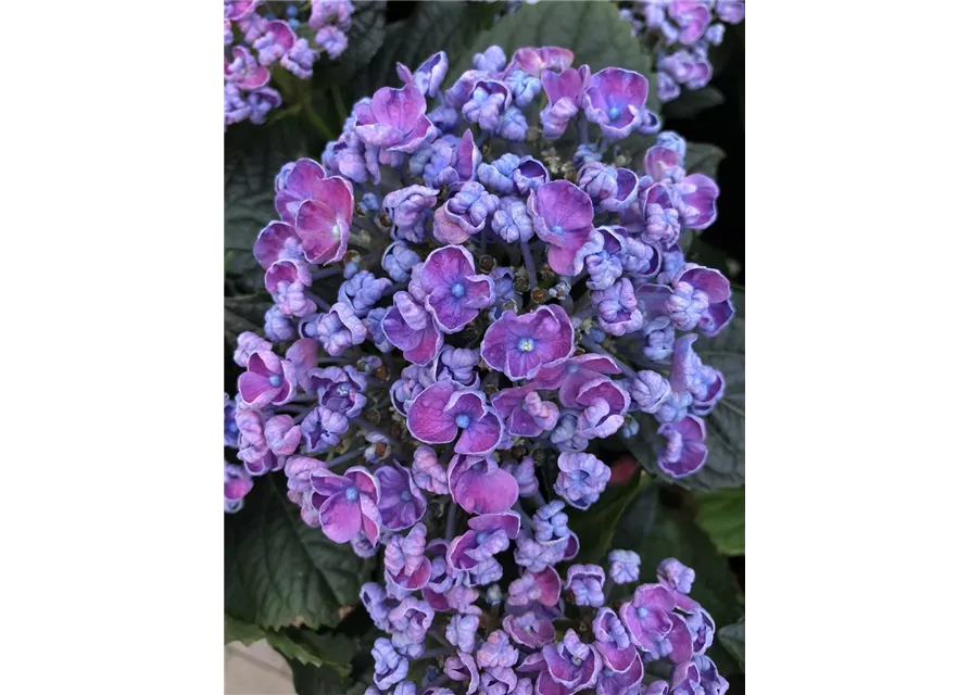 Hortensie curly wurly