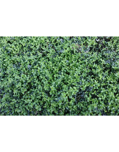 Euonymus fort. 'Minimus', 12er Set