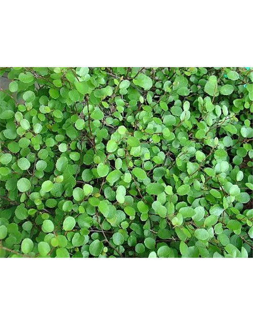 Mühlenbeckia axillaris, 12er Set
