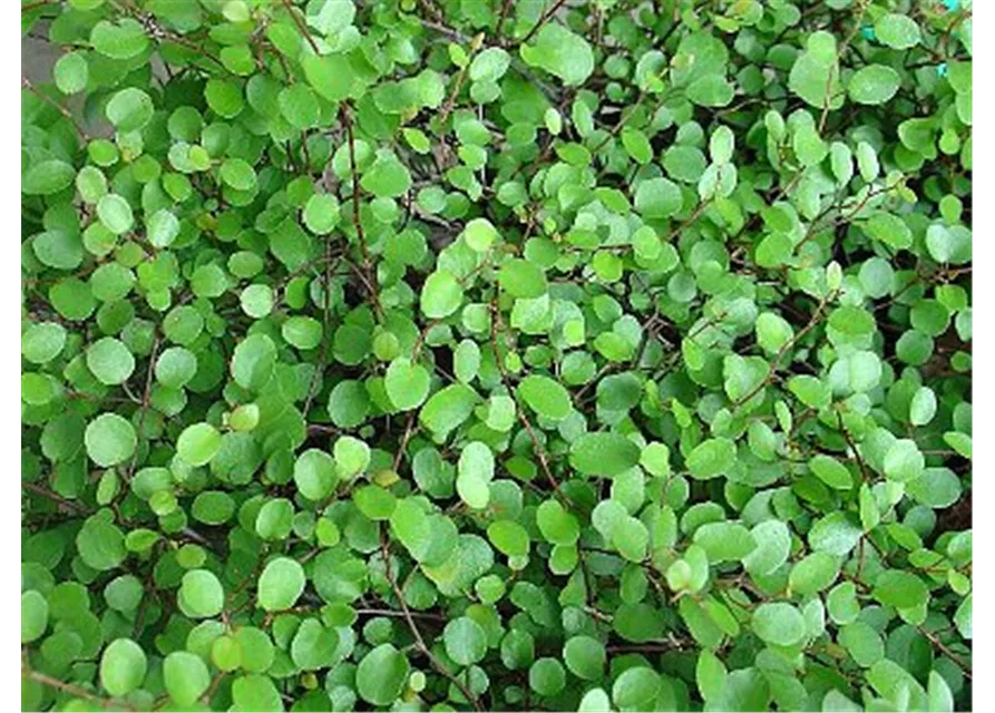 Mühlenbeckia axillaris, 12er Set
