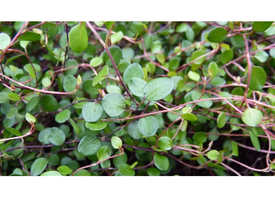 Mühlenbeckia axillaris, 12er Set