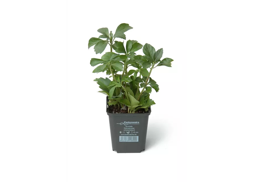 Pachysandra terminalis, 12er Set