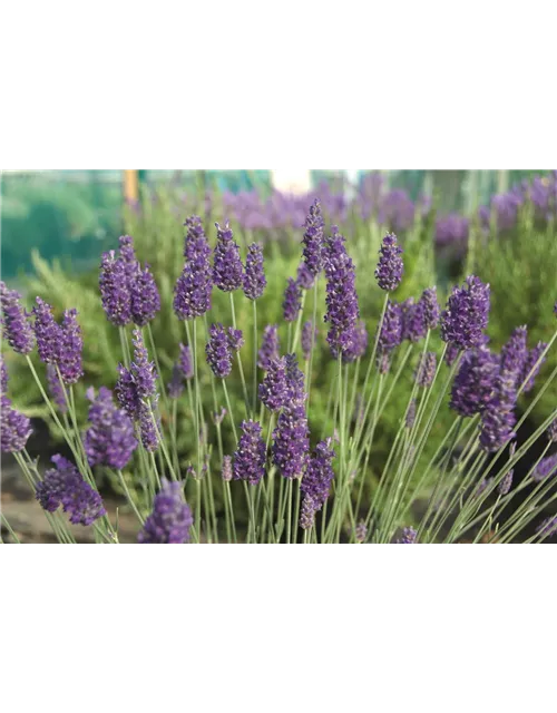 Lavandula x chay. 'Sawyers' (blau), 12er Set