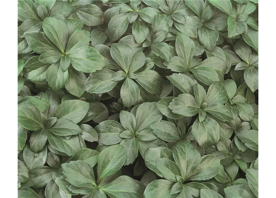 Pachysandra terminalis 'Compakta', 12er Set
