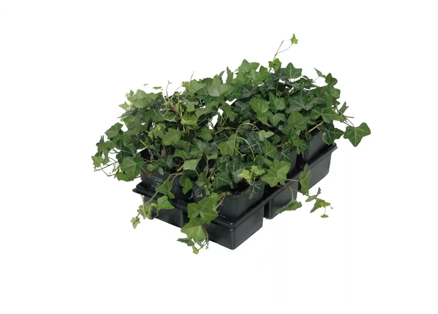 Hedera helix, 12er Set