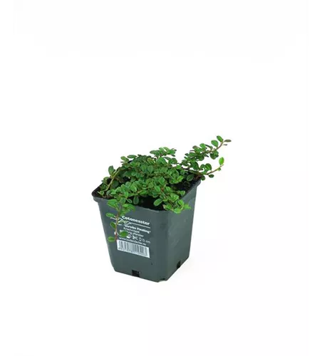 Cotoneaster dam. 'Streibs Findling', 12er Set