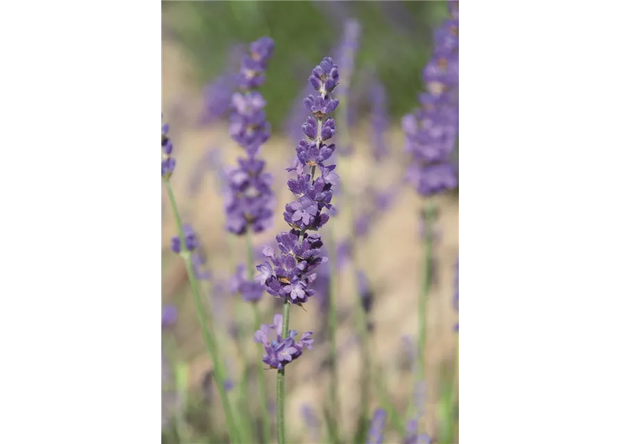 Lavandula ang. 'Elizabeth'® (dunkelviolett), 12er Set