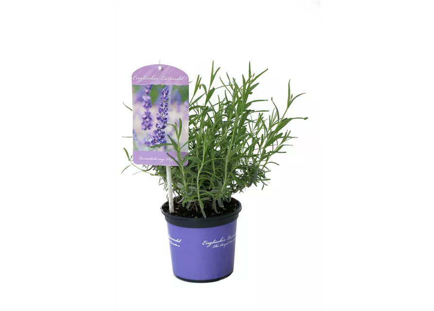 Lavandula ang. 'Elizabeth'® (dunkelviolett), 12er Set