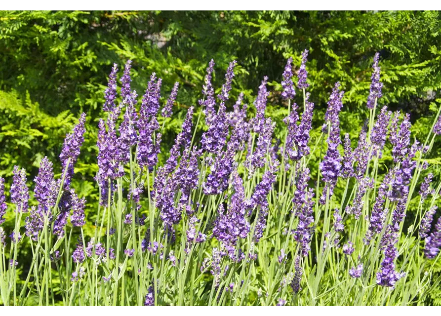 Lavandula x int. 'Heavenly Night'® (dunkelblau), 12er Set