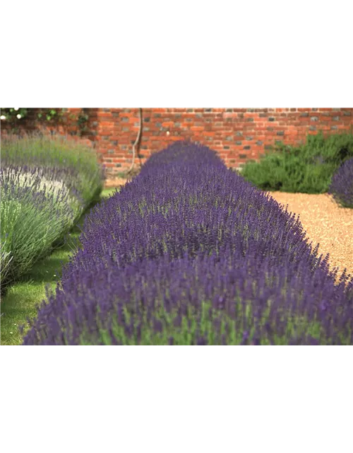 Lavandula ang. 'Hidcote' (blau), 6er Set
