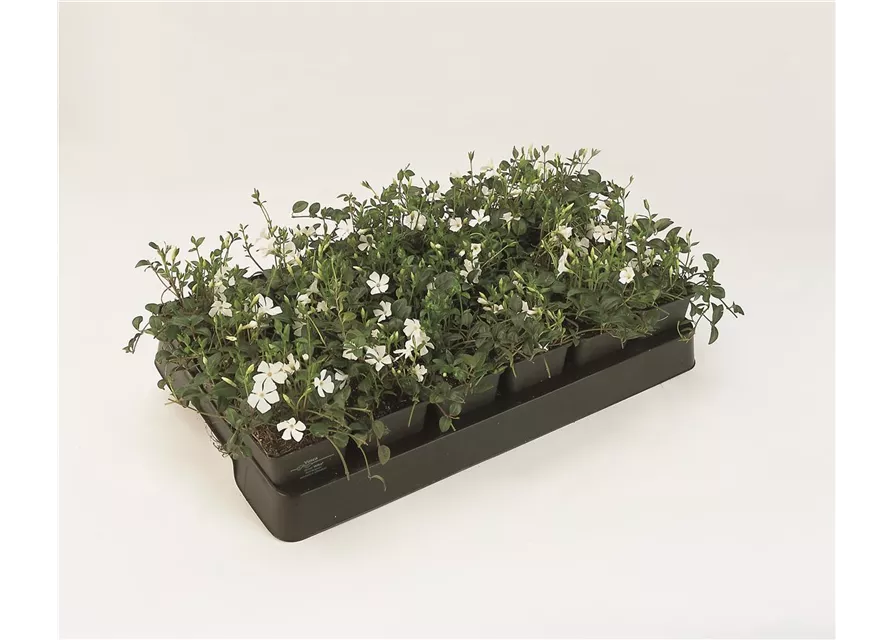 Vinca minor 'Alba', 12er Set