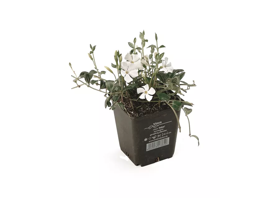 Vinca minor 'Alba', 12er Set