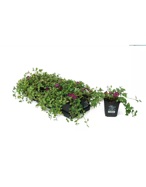 Vinca minor 'Atropurpurea', 12er Set