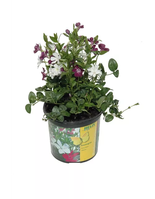 Vinca minor 'Austria'® (rot-weiß), 6er Set