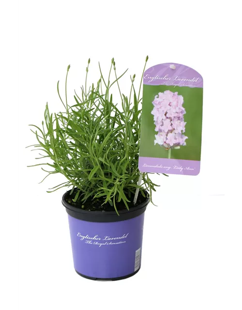 Lavandula ang. 'Lady Ann' (rosa), 12er Set