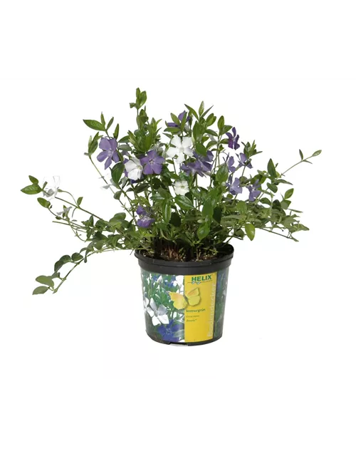 Vinca minor 'Bavaria'® (blau-weiß), 6er Set