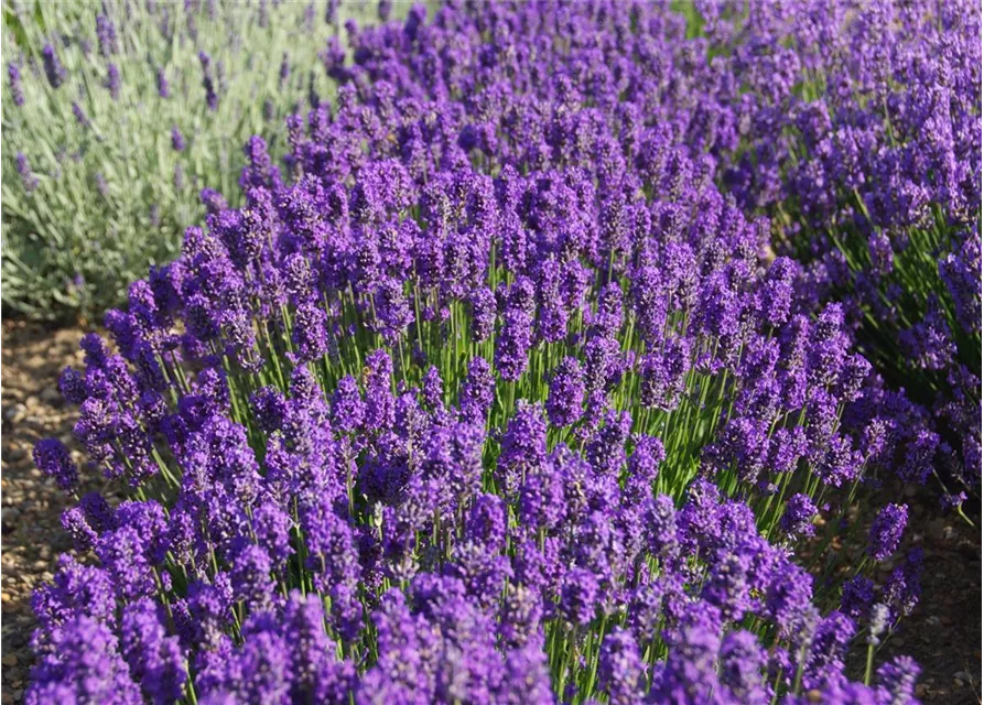 Lavandula ang. 'Laventite Petite'®(blau), 12er Set