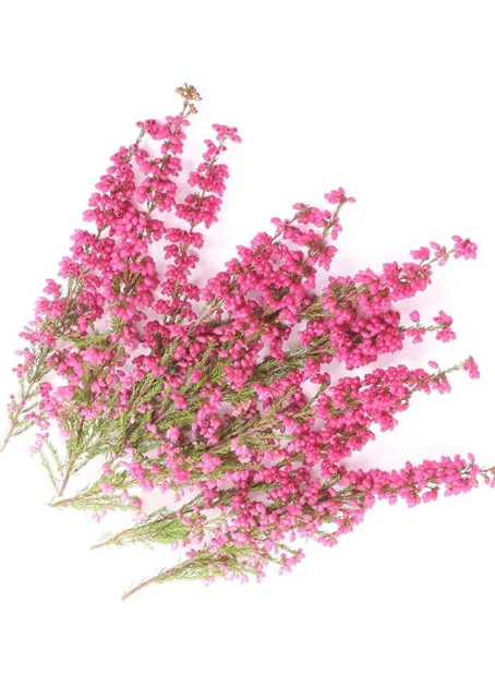 Workshop Herbst im Oldenburger Wohngarten in Etzhorn - Kopie