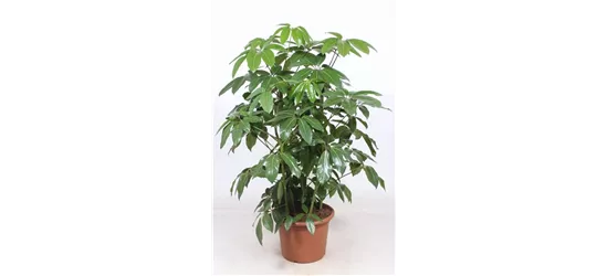 Kleine Strahlenaralie 'Amate'
